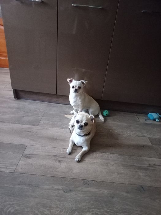 Чихуахуа дівчинка