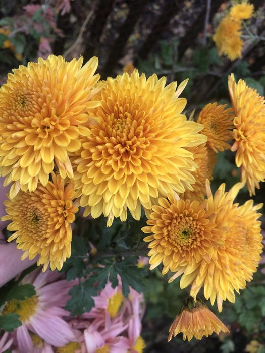 Хризантема. Коралового кольору.