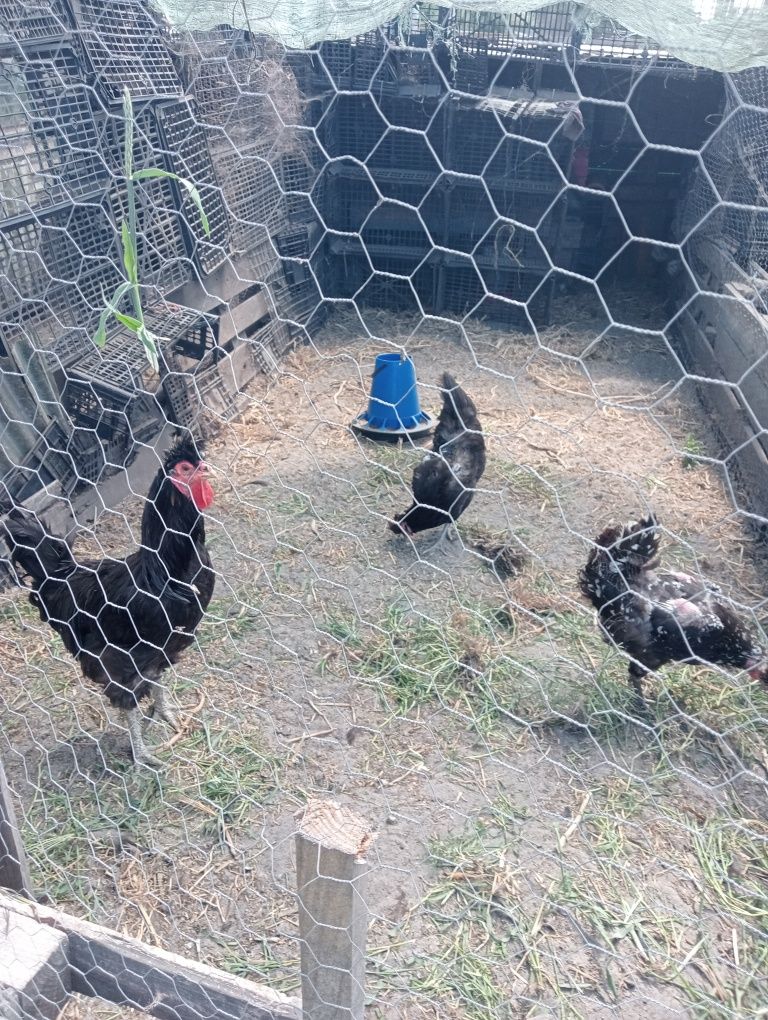 Vendo galinhas de raça