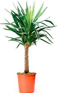 Vaso com palmeira Yucca