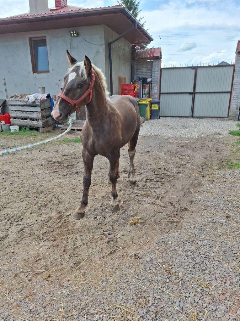 Koń Zimnokrwisty