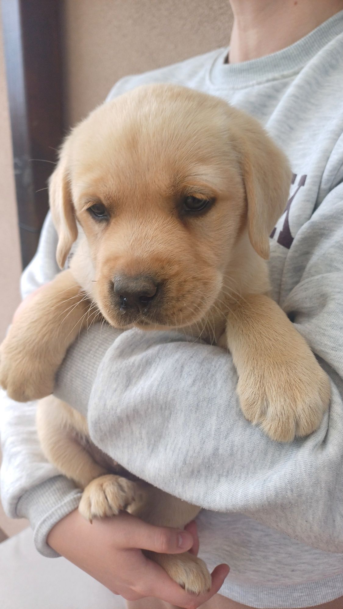 Labrador Retriever suczka