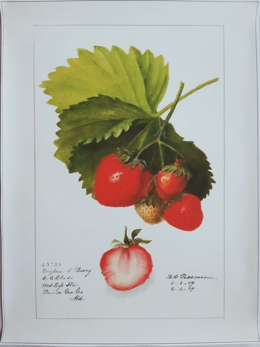 Gobelin na płótnie HD/Obrazek/Vintage Retro Fruit, Strawberries