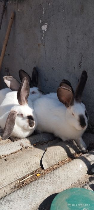 Каліфорнійські кролі та кролички