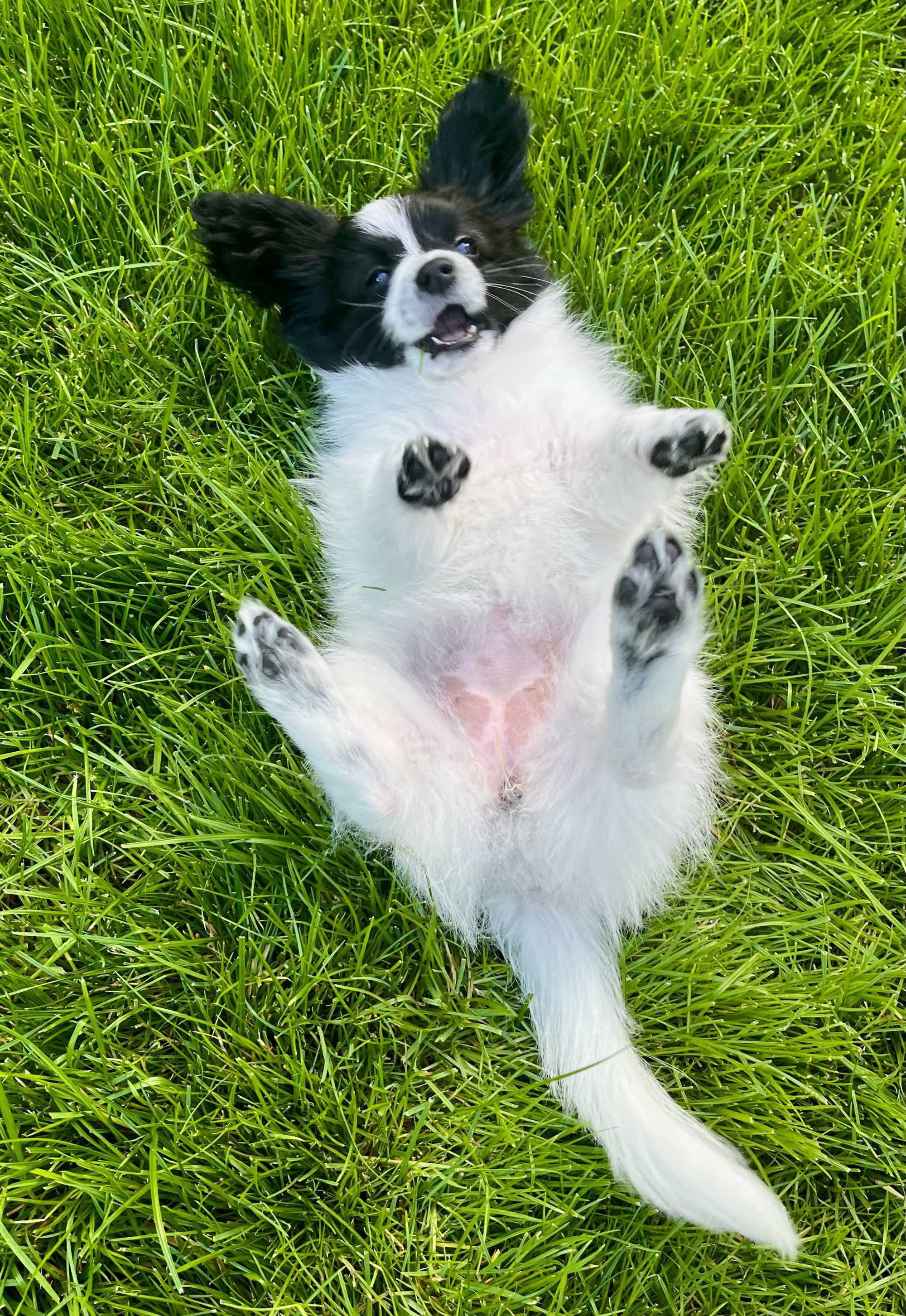 Papillon- cudna sunia