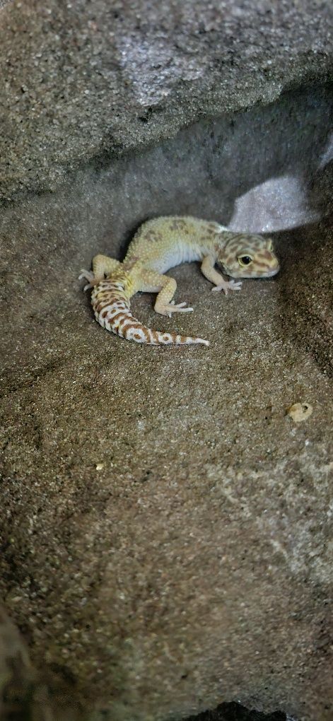 Gekony Lamparcie