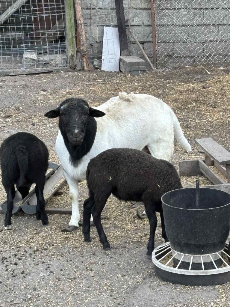 Baran dorper+owieczka i baranek mix dorper  kamerun 50/50 cena za 3szt