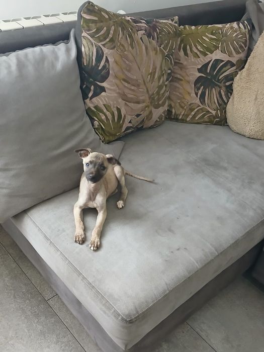 Chart Angielski Whippet śliczna suczka