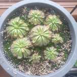 Drosera aliciae - rosiczka Alicji 1szt
