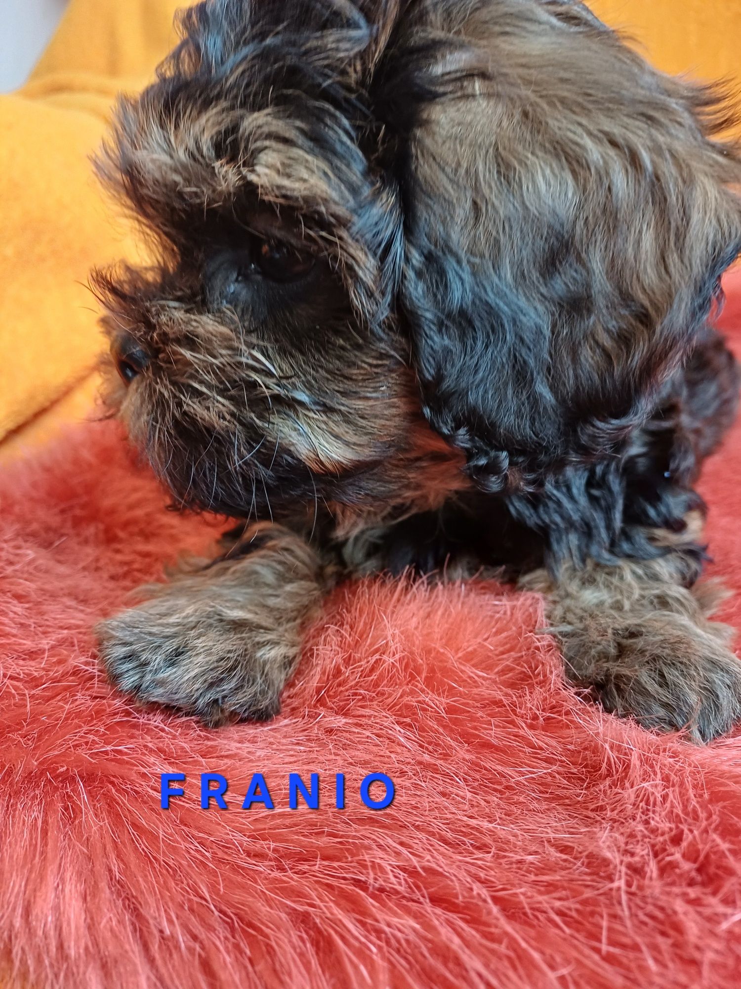SHIHPOO gotowy do odbioru