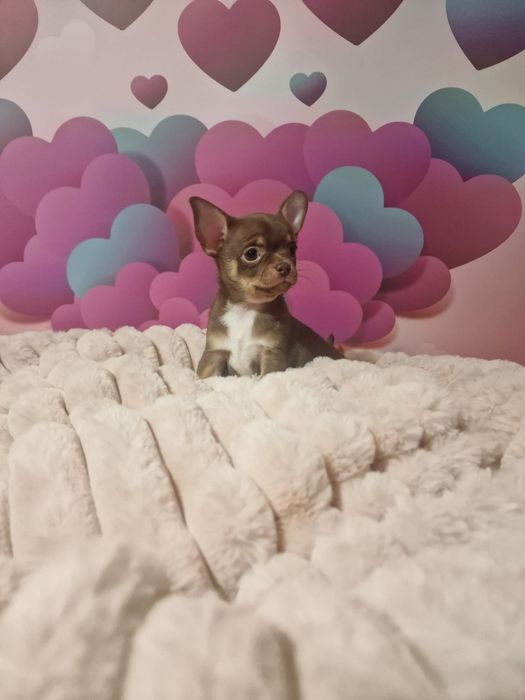 Czekoladowy chłopczyk chihuahua