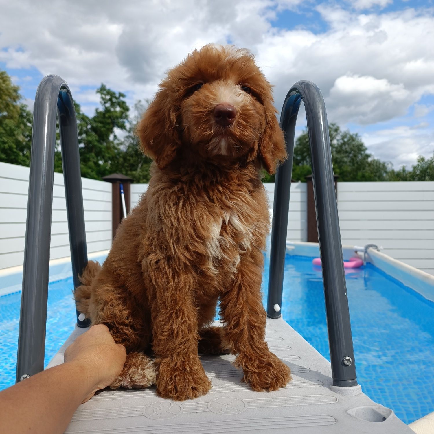 Goldendoodle F1b. Лабрадудль. Хлопчик. Київ