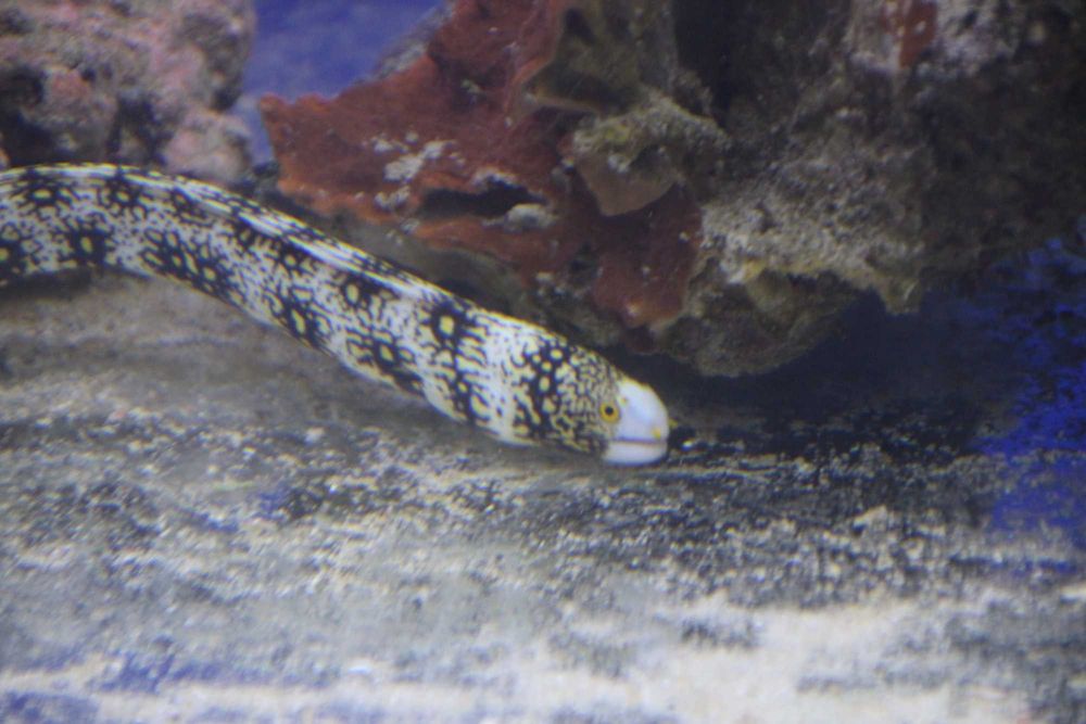 Murena gwiaździsta ,Echidna nebulosa. Morskie