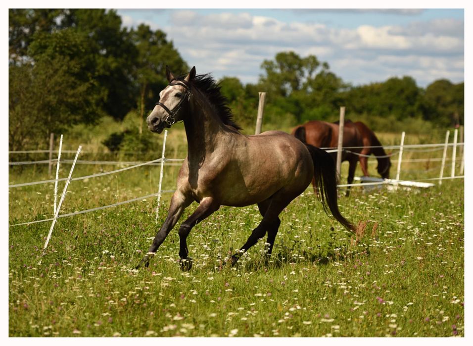 Przyszłościowy wałach małopolski do sportu