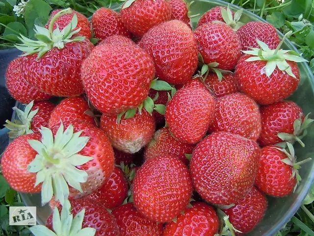 Саженцы \ рассада  садовой земляники