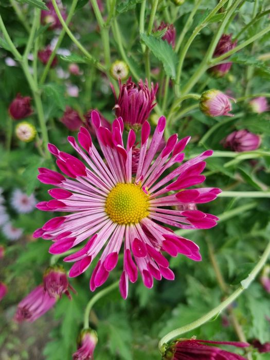 Саженцы цветов многолетних пеннисетум