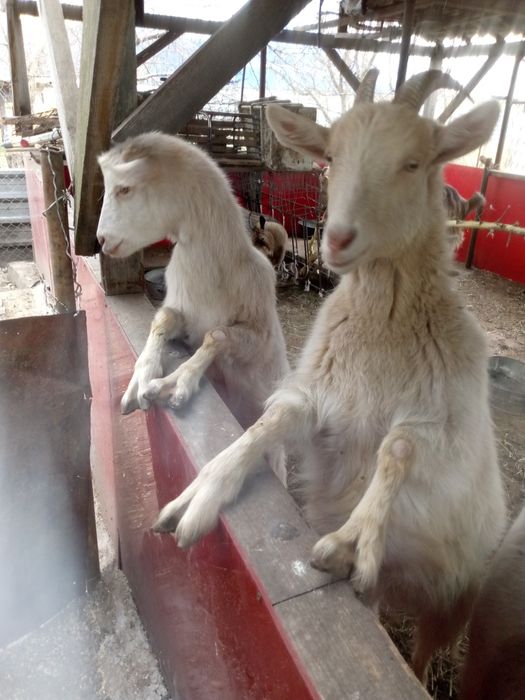 Продам молодых коз