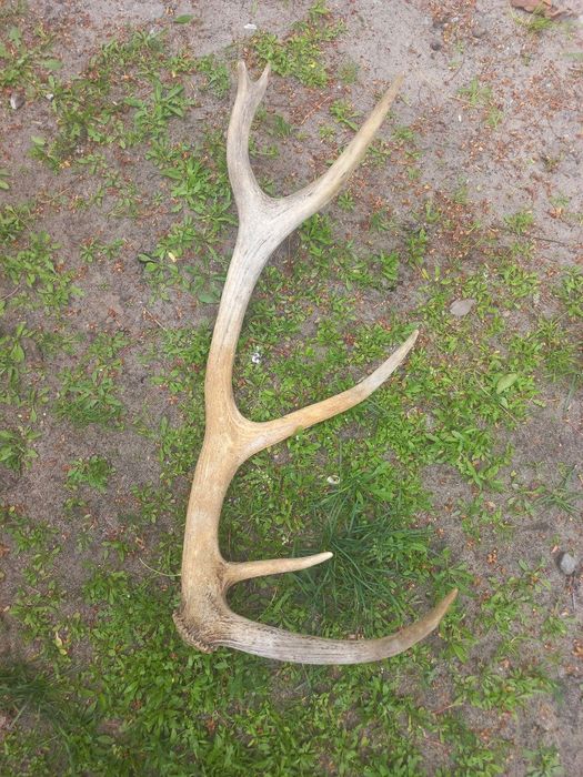Роги оленя,оленьи рога