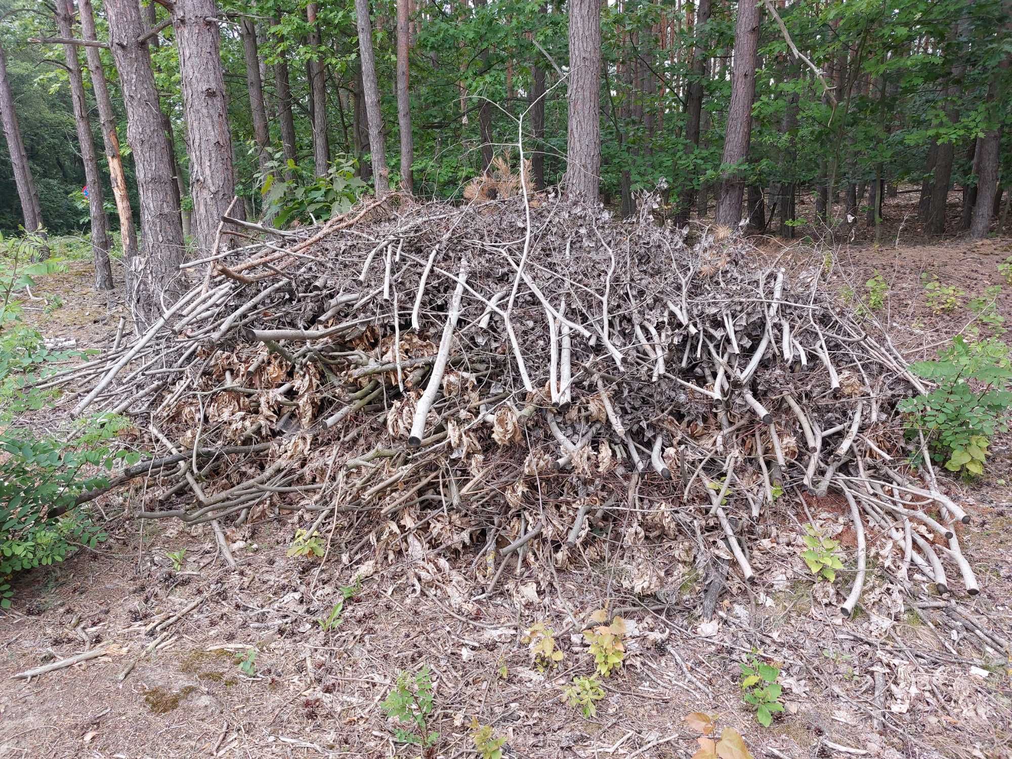 Gałęzie oddam za darmo