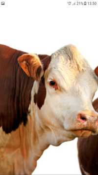 Skup bydla byki jalowki krowy od 11 do 12 Caly kraj.