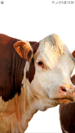Skup bydla byki jalowki krowy od 13 do 14  Caly kraj.