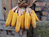 Kukurydza naturalnie suszona