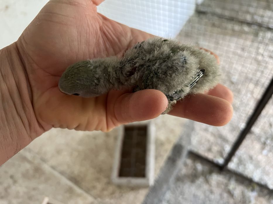 AGAPORNIS ROSEICOLLIS BEBÉS