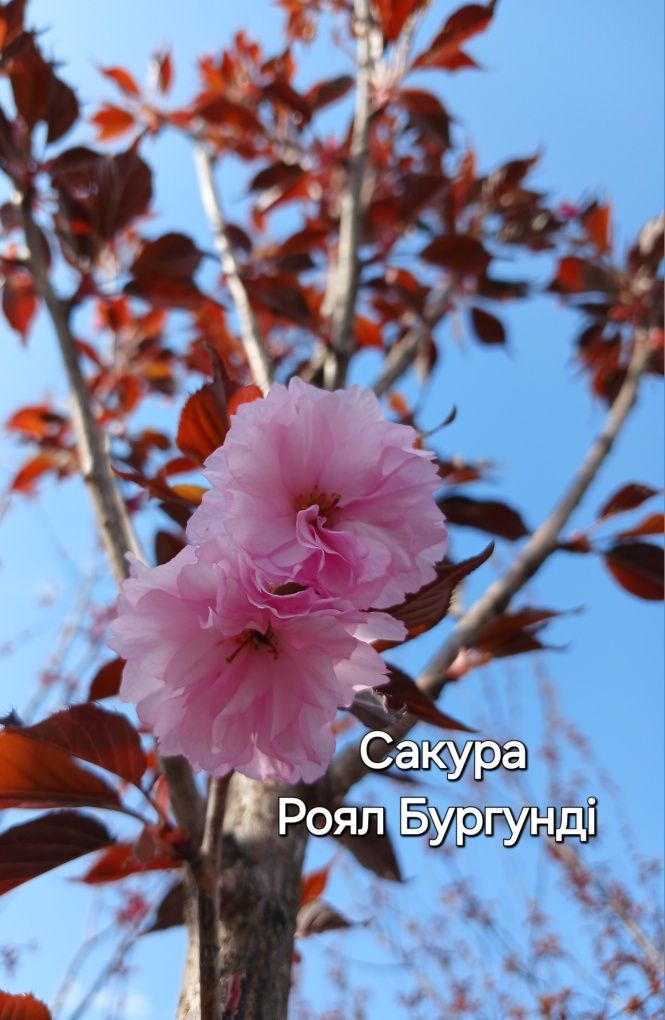 Церцис, слива пісарді, сакура, ліріодендрон, робінія