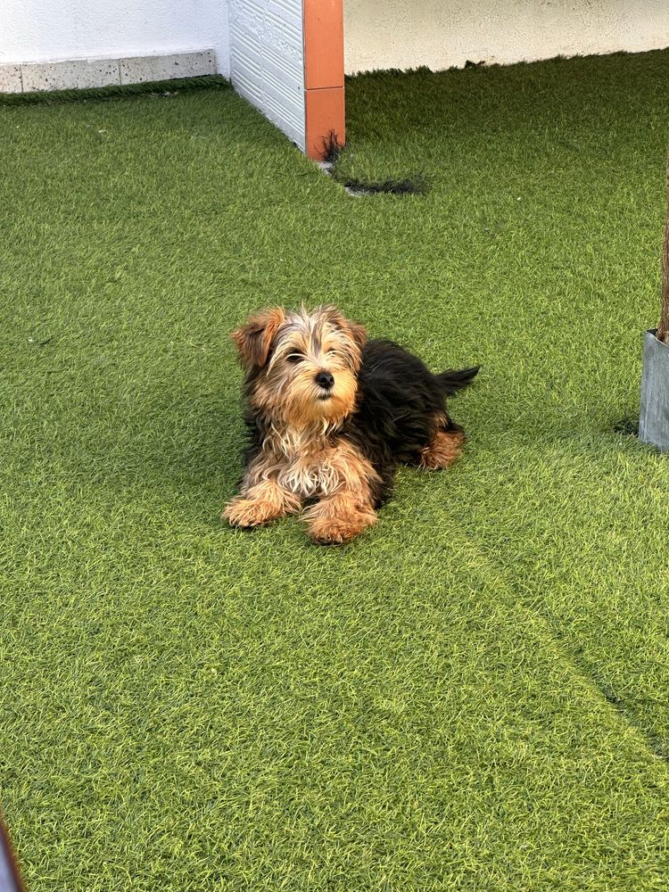 Yorkshire Terrier Macho