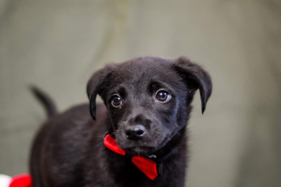 Piękny szczeniak do adopcji!