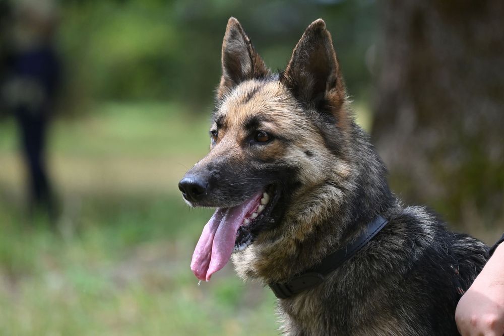 Owczarek niemiecki, sunia, do adopcji