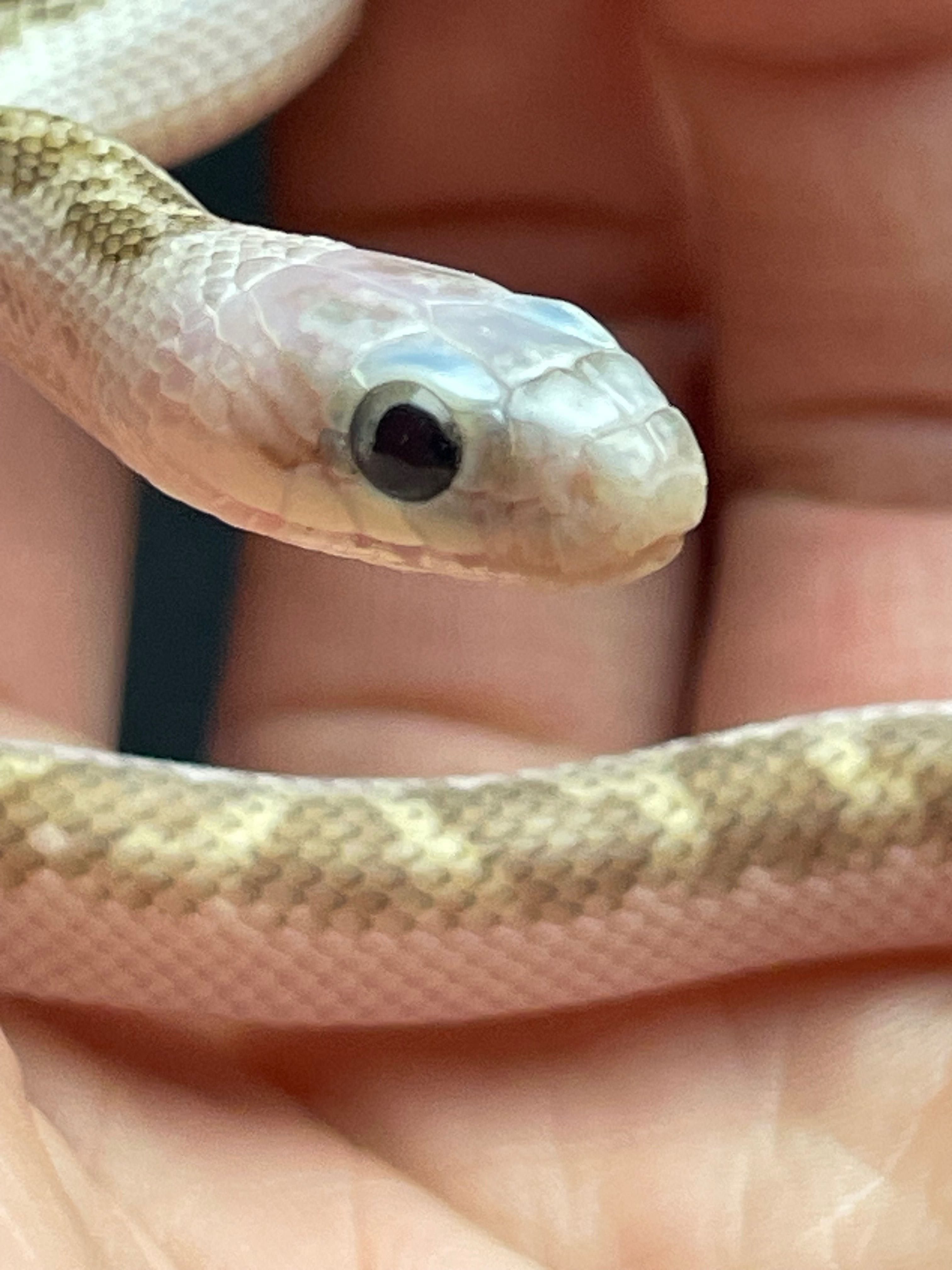 Полоз східний Pantherophis alleghaniensis