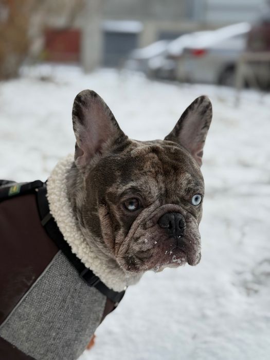 Вязка Французского бульдога. Мерле