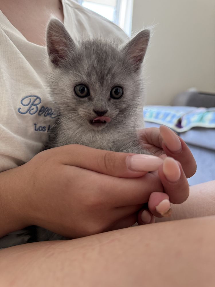 Кошенята Британці