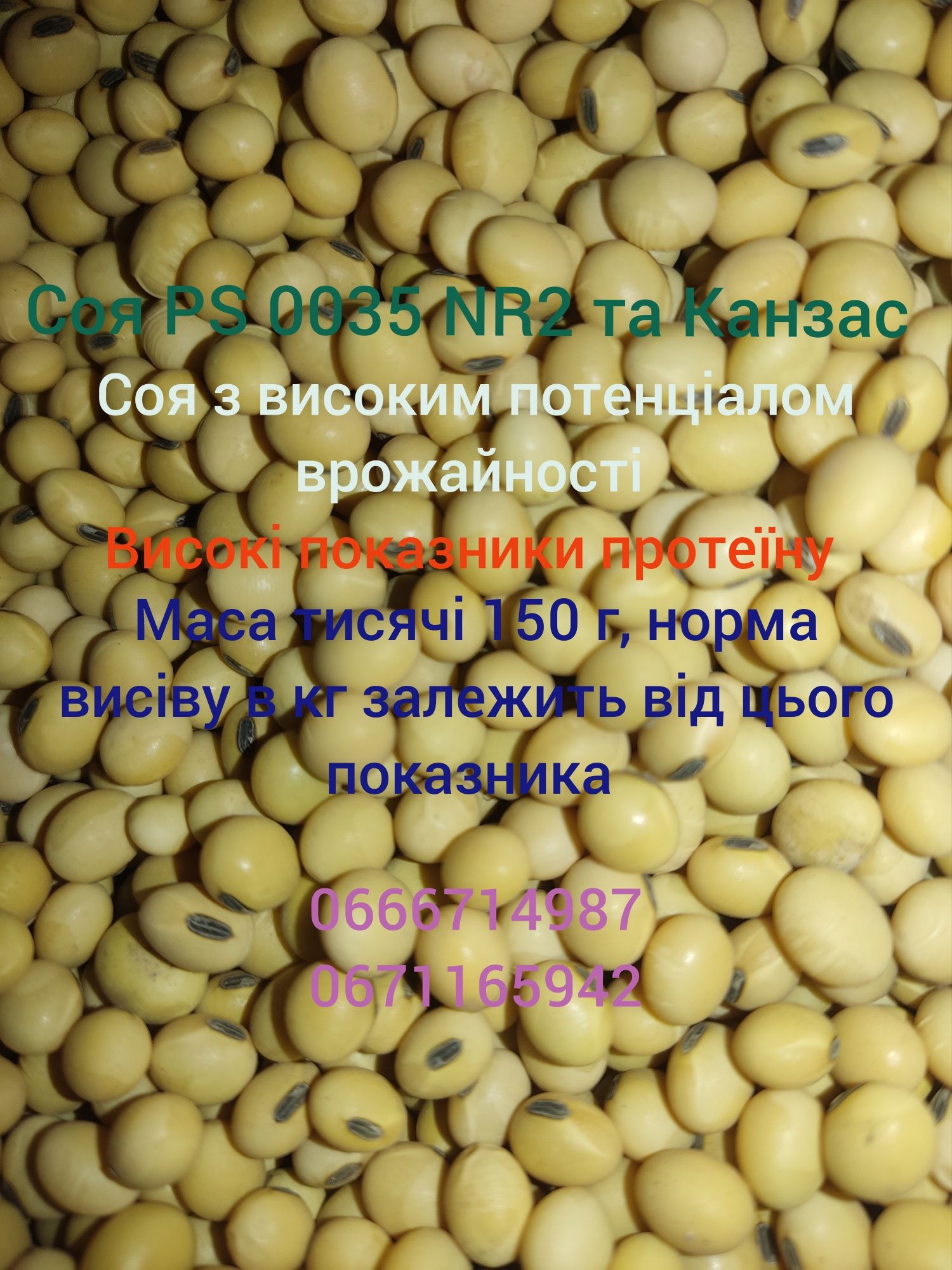 Продам насіння сої PS 0035 NR2 та Канзас, ГМО соя, соя під раундап