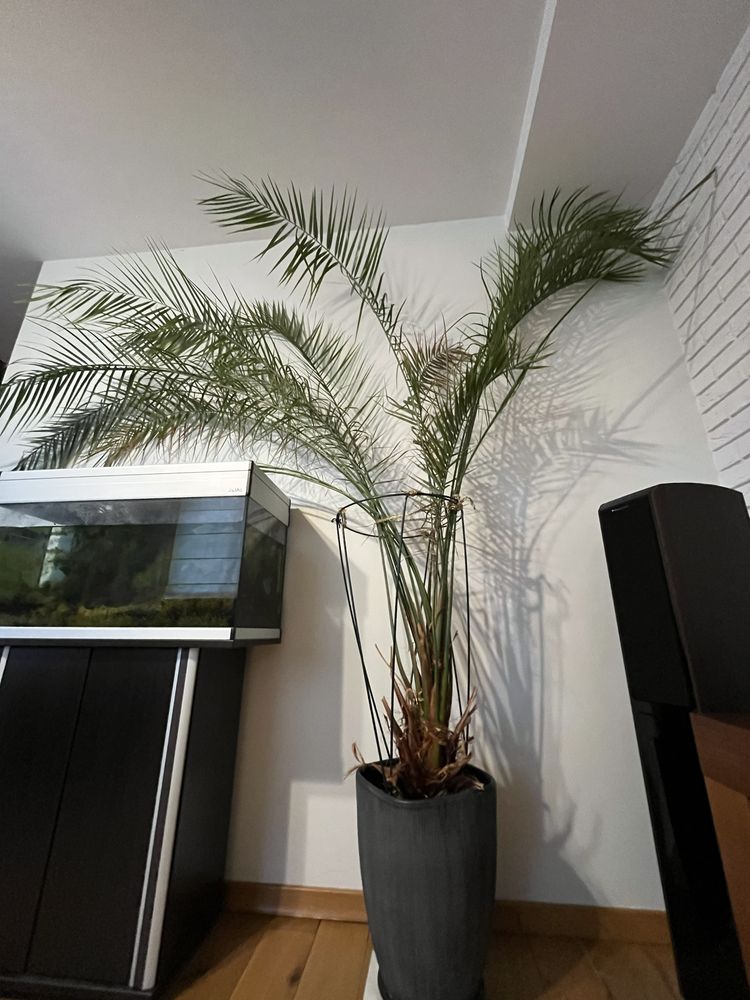 Palma daktylowa - ponad 2 metry