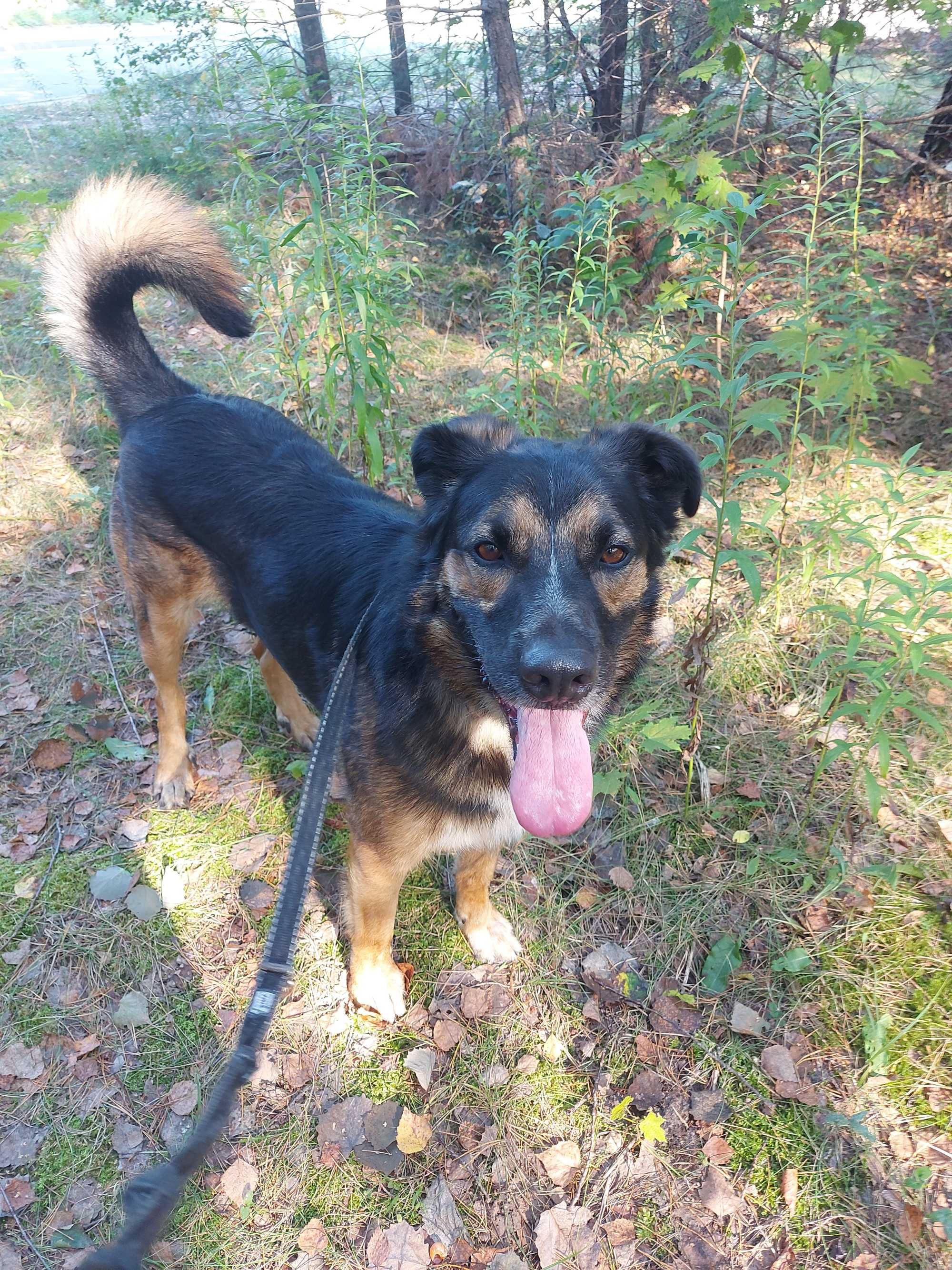 ROCCO - Schronisko dla Zwierząt w Ostródzie