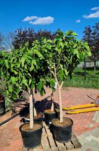 Figa, drzewo figowe , figowiec duży 180cm z don. Obwód pnia 20-25cm !