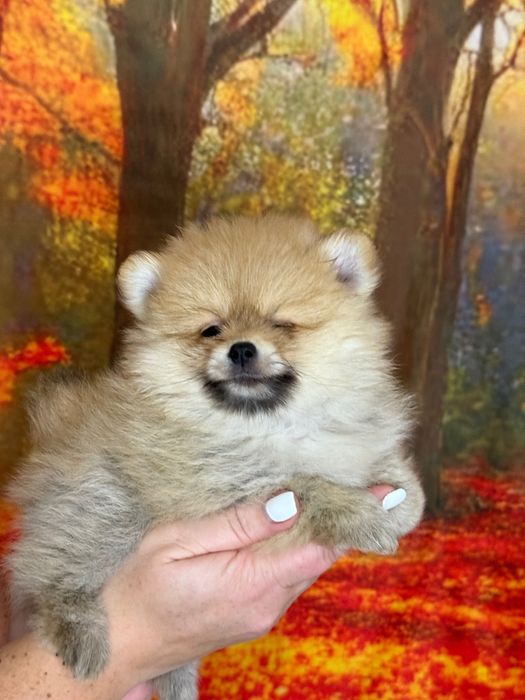 Шпіц міні, відмінне здоровʼя!