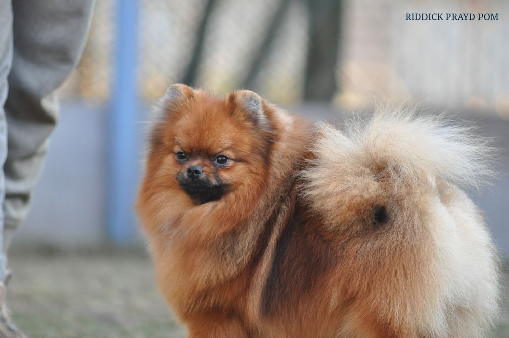 Паренёк   Риддик