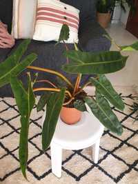 Philodendron billitiae grande