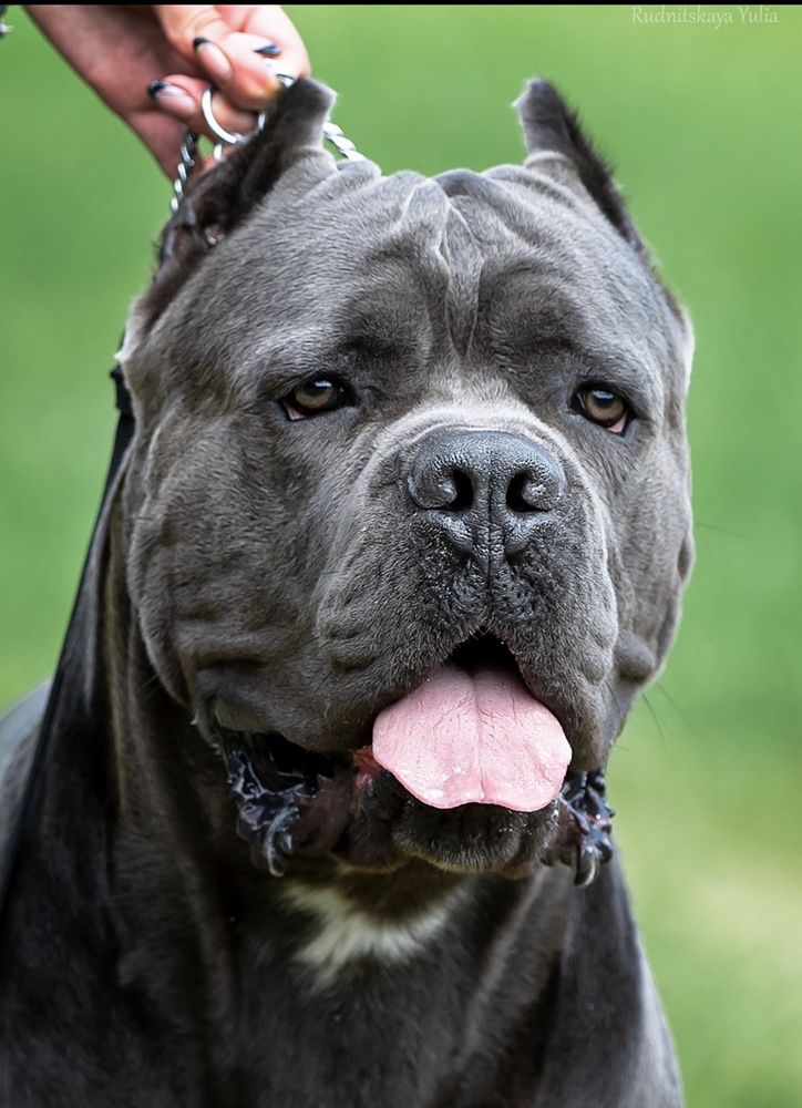 Кобель Кане корсо для вязок.вязка Cane corso.JCHUA,CHUA.