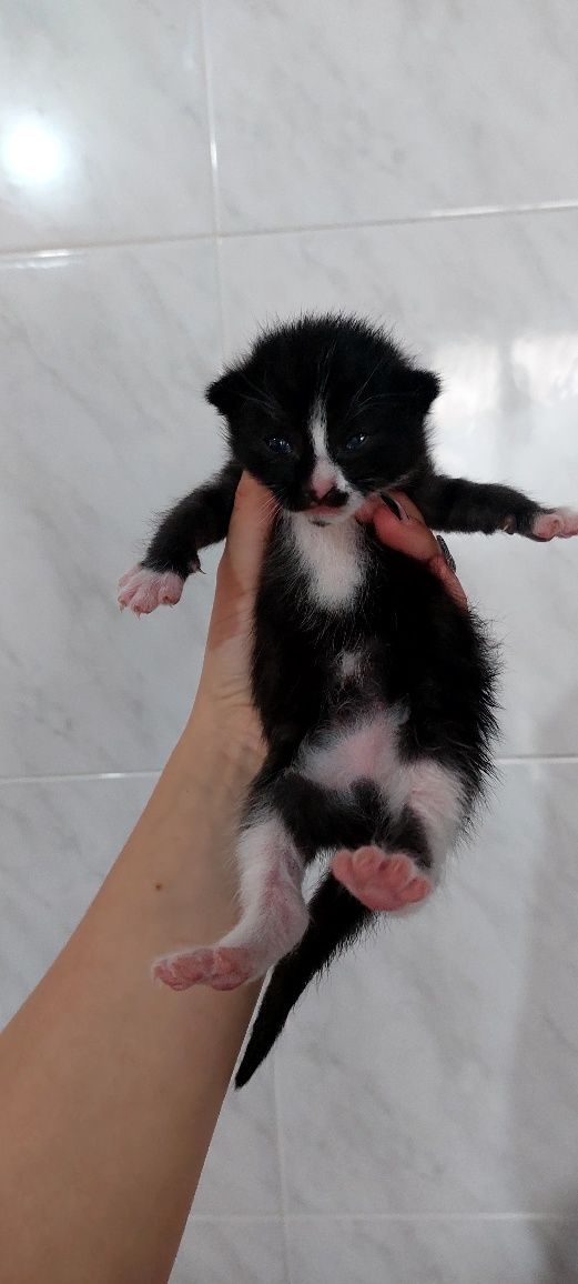 Gatinhos frajola para doação responsável