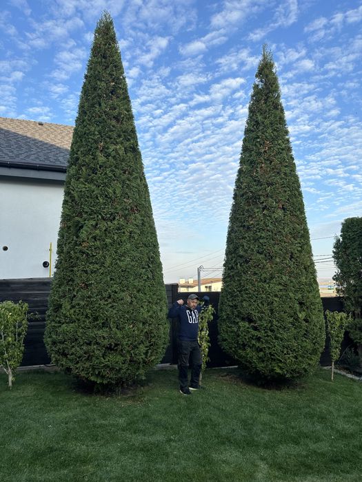 Топиарная стрижка растений!стрижка рослин!