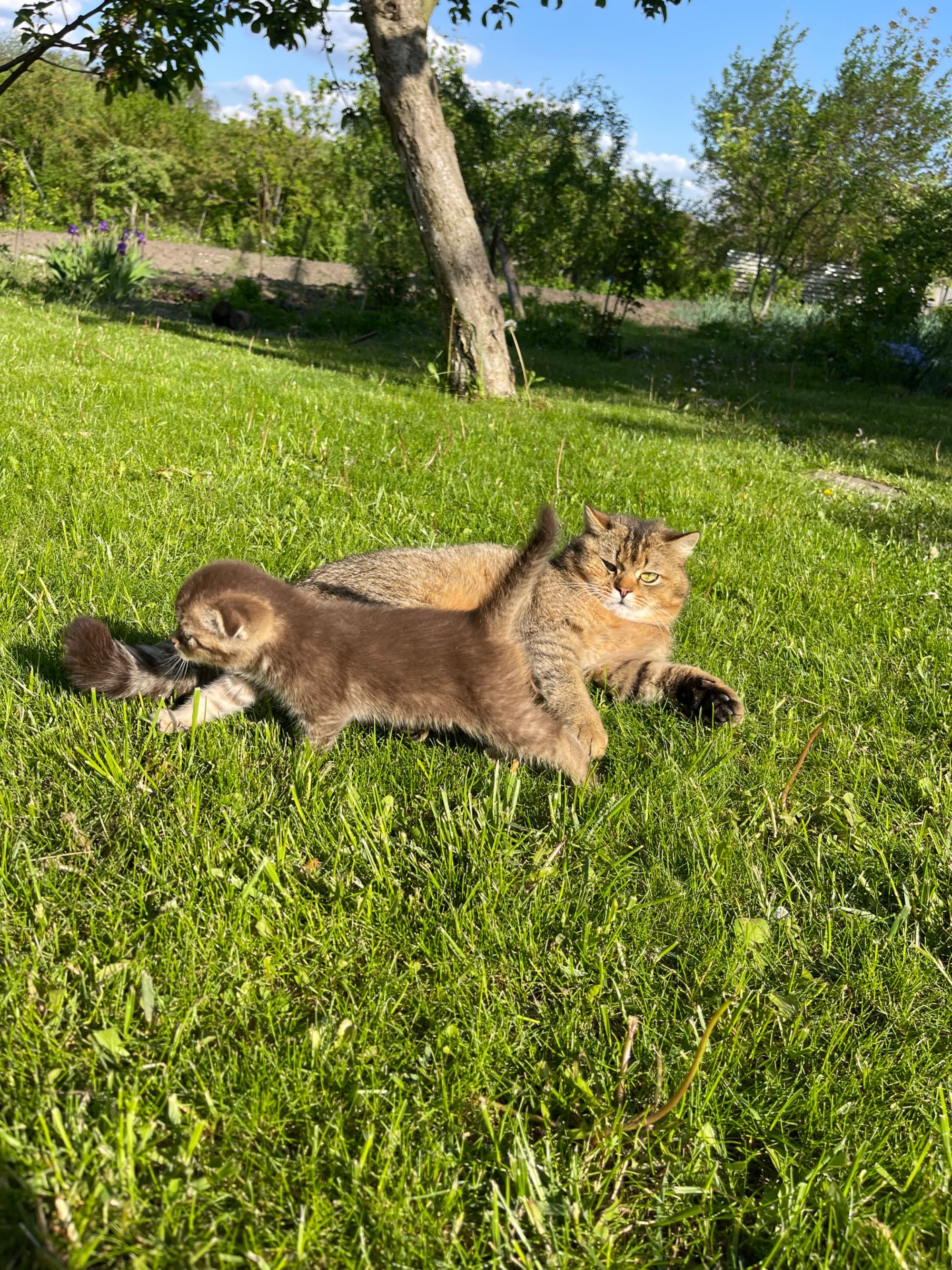 Кошеня шотландські скотіш страйт, золота шиншила , скотіш фолд