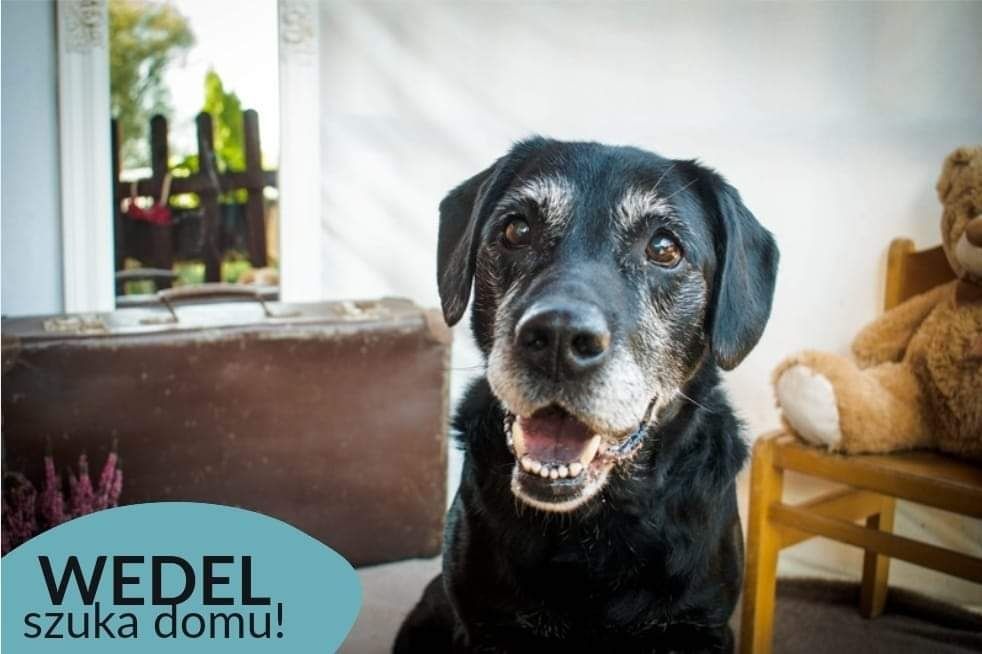 OTOZ TCZEW - WEDEL - szuka domu!
