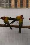 Roselas, golden, penates e Regentes