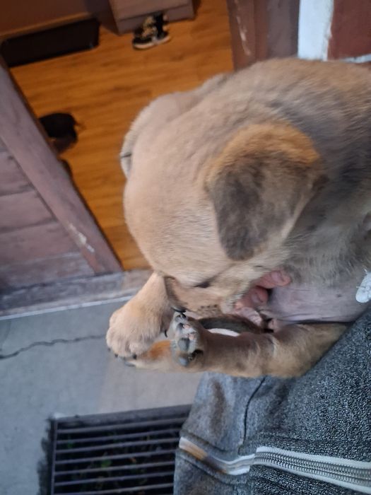 Oddan szczeniaki za darmo