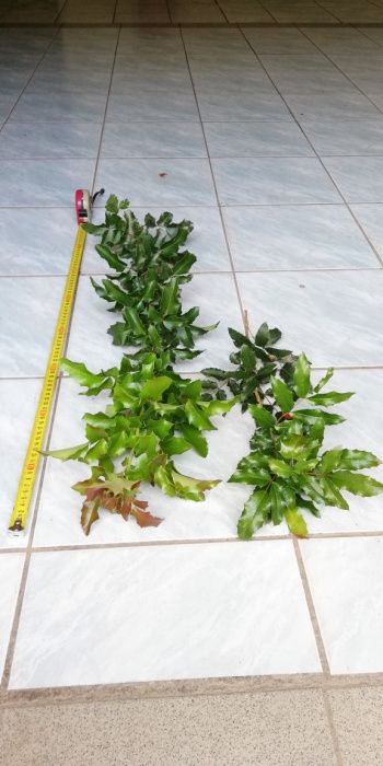 Gałązki Mahoni MAHONIA