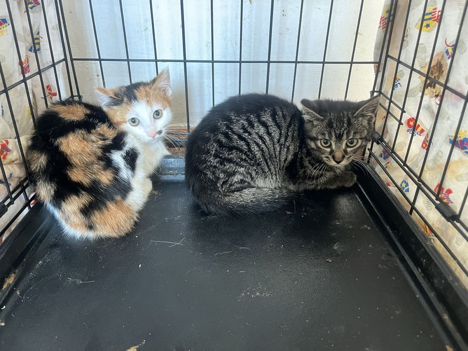 Два кошенята шукають люблячу сімю